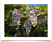09 Italy - The Wine - Carol Sparkes
